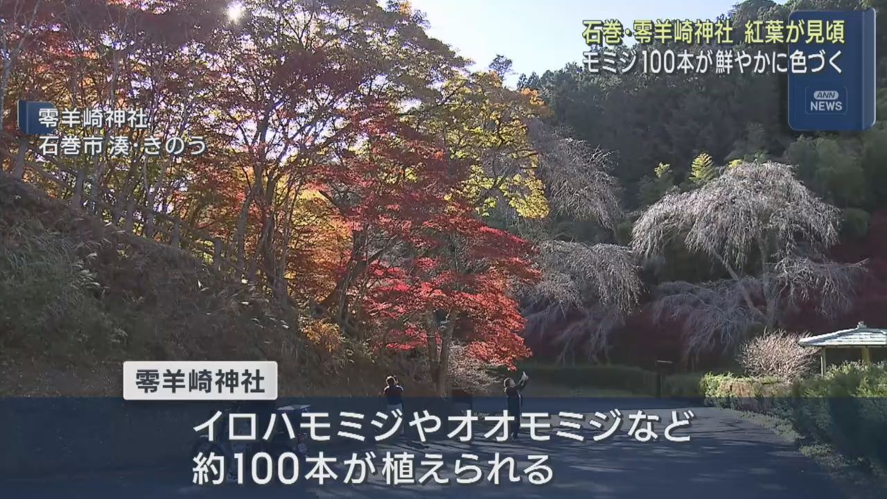 境内で紅葉が見頃　宮城・石巻市の零羊崎神社