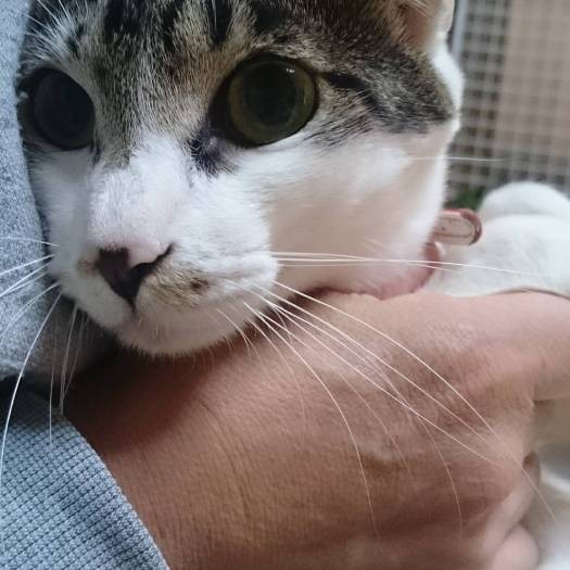 じつは抱っこが嫌い、固まっている