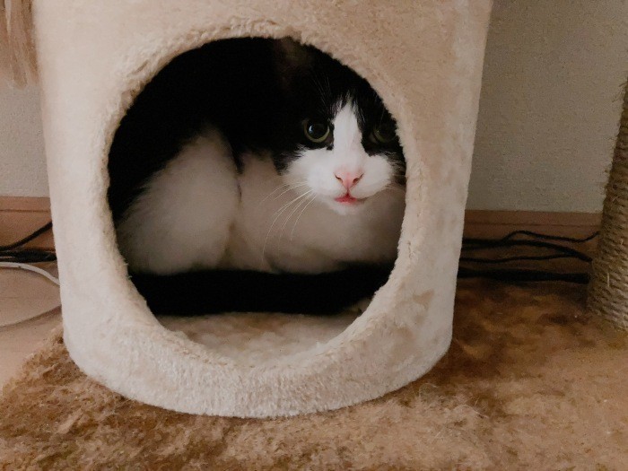 「ちらり」このおうち、静かだね（なみさん提供）