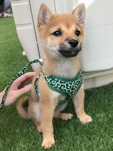 家にきたころの「まめ太」