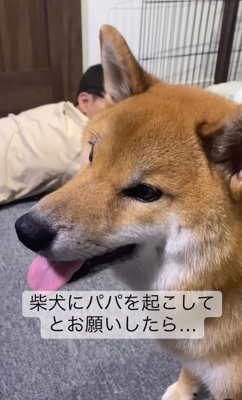 どついたのに起きないわん…ではもう1発！（柴犬ぽてとさん提供、Instagramよりキャプチャ撮影）