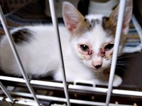 保護時、生後推定2カ月。猫風邪で弱っていたキナコちゃん（画像提供：ゆーちゃんさん）