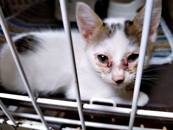 保護時、生後推定2カ月。猫風邪で弱っていたキナコちゃん（画像提供：ゆーちゃんさん）