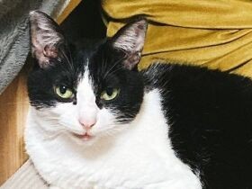 猫40匹の多頭飼育崩壊から保護されたシャイな猫　新しい飼い主の心を優しく癒やした