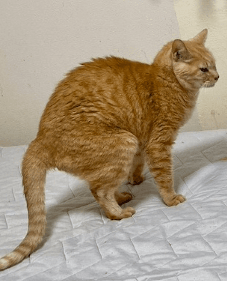 やめてー！猫さんがふんばってた場所に悲鳴、続出！（画像提供：猫整体 キュベレイさん）