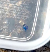 こちらは、毒クラゲのカシオノエボシの赤ちゃん。人気があるとか（「くらげノ脊髄」さん提供）