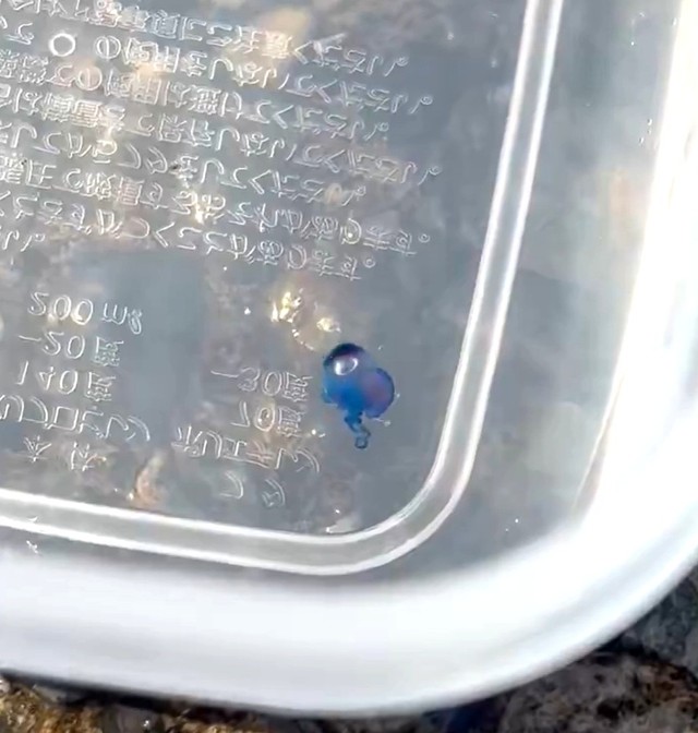 こちらは、毒クラゲのカシオノエボシの赤ちゃん。人気があるとか（「くらげノ脊髄」さん提供）