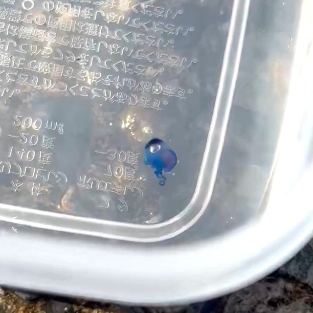 こちらは、毒クラゲのカシオノエボシの赤ちゃん。人気があるとか（「くらげノ脊髄」さん提供）