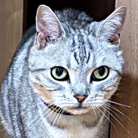 おうちの点検に一役買ったサスケくん（画像提供：みふゆ（三冬）さん）