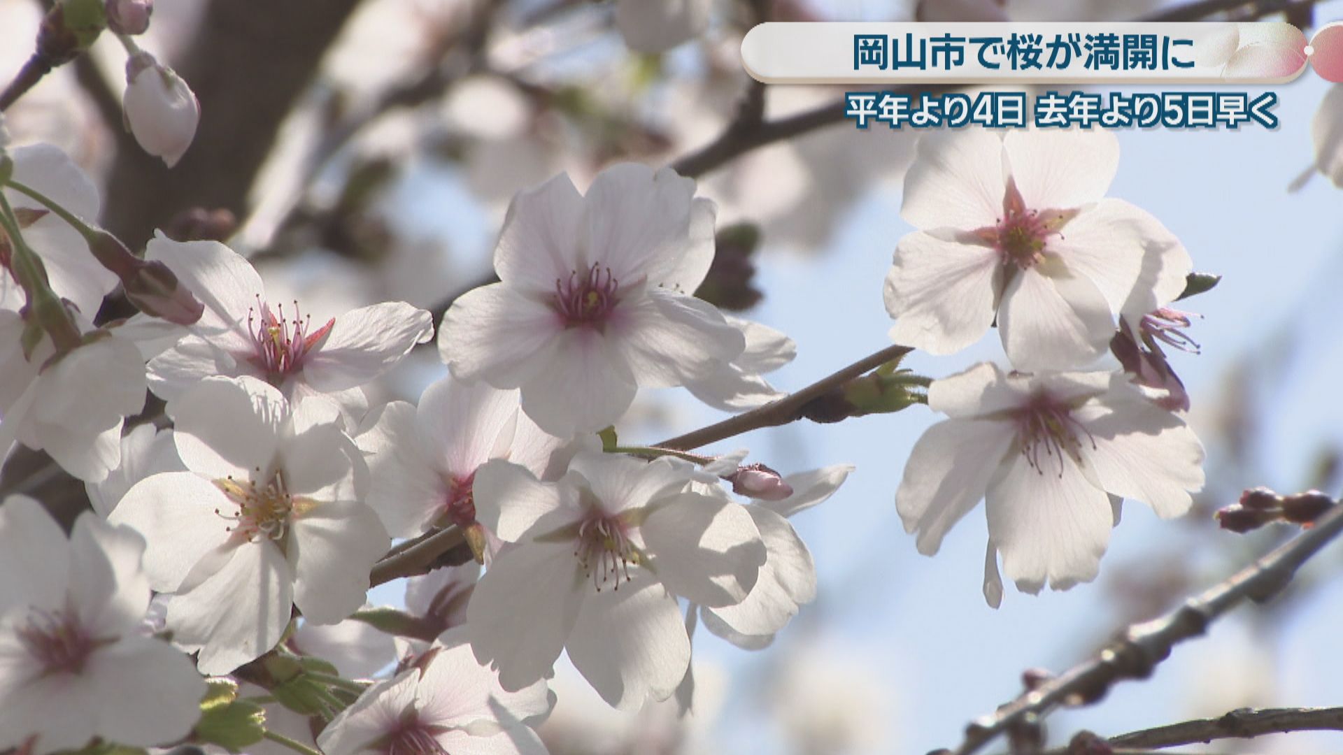岡山市で桜が満開 平年より4日早く 西川緑道公園で多くの人が花見