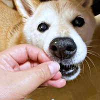 おやつのチーズをもらっていたらーー鼻先についてしまったゆめちゃん（画像提供：柴犬の見る夢さん）