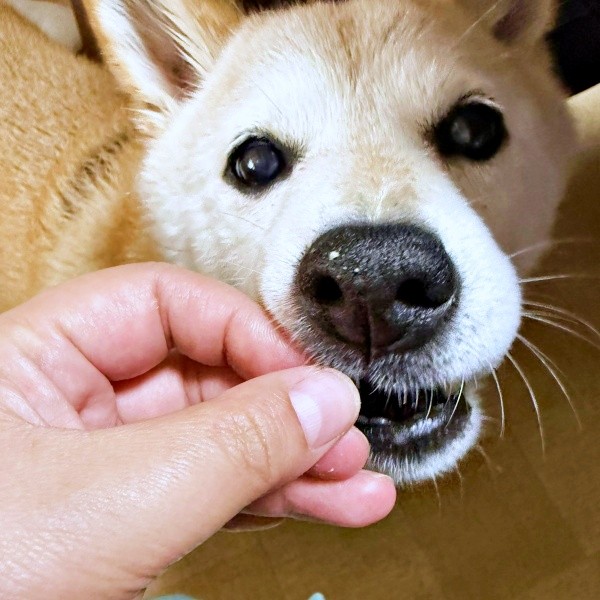 おやつのチーズをもらっていたらーー鼻先についてしまったゆめちゃん（画像提供：柴犬の見る夢さん）