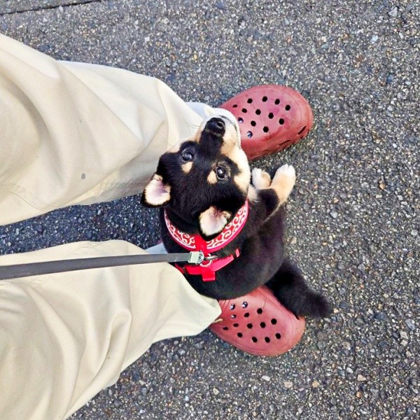 飼い主さんの足元で「不動柴」になったつむぎちゃん（画像提供：つむぎさん）