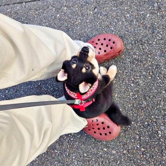 飼い主さんの足元で「不動柴」になったつむぎちゃん（画像提供：つむぎさん）