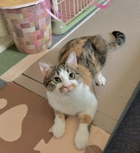 きれいな三毛柄＝mozuku_1020さん提供