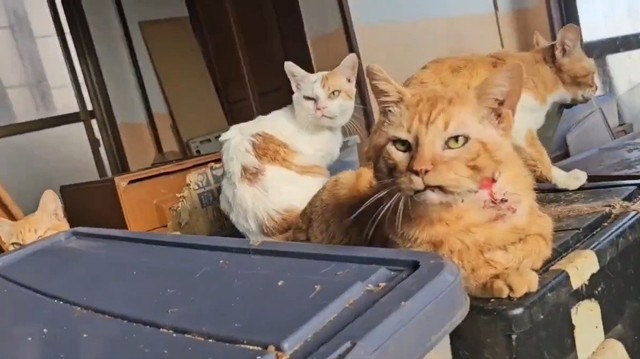 多頭飼育崩壊現場には、眼球がつぶれた猫やけんかで出血した猫などがいた（本田さん提供、Xよりキャプチャ撮影）