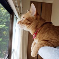 2023年5月、1歳を迎えたこなちゃん（画像提供：ユンコロさん）