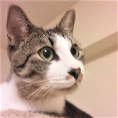 キャットタワーのてっぺんは、ニャン太くんのお気に入りの場所でした