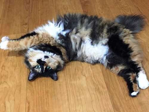 もとは野良猫だったけど、今ではふさふさロン毛のクーちゃん