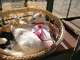 朝ご飯前のニャルソックが日課だよ　甘えん坊の白猫「レオン」　