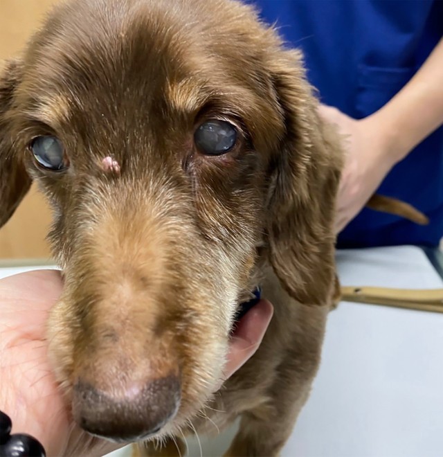 こまちゃんは、目と耳以外はいたって健康体でした