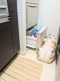 冷蔵庫を開けてもこの通り…起きる様子のないこまちちゃん（画像提供：こまち@彩さん）