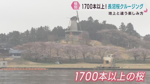 遊覧船で桜を愛でる　宮城・長沼桜クルージング