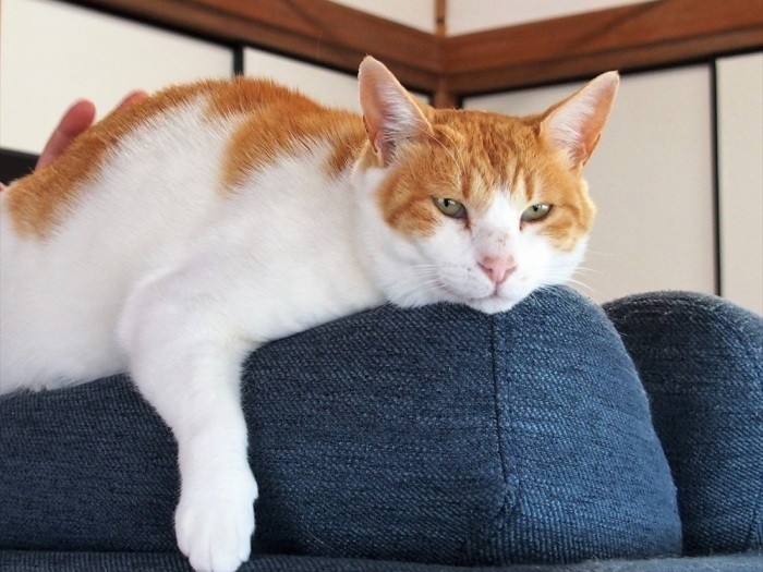 ヤンマーは、味のあるオトコ