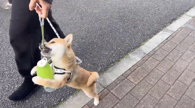 捕まえたワン！（動画からキャプチャー／提供：シヴァ犬こむぎっす 豆シヴァわらびさん）