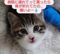 いたかったね（「ねこ友会」さん提供、Instagramよりキャプチャ撮影）
