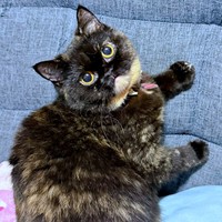 ソファで爪を研ごうとしたゆにこちゃん。飼い主さんに止められ「何か？」の表情（画像提供：まそっぷさん）