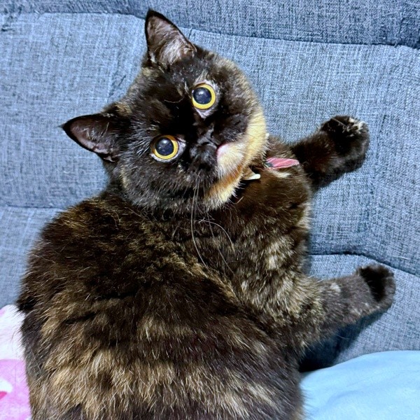 ソファで爪を研ごうとしたゆにこちゃん。飼い主さんに止められ「何か？」の表情（画像提供：まそっぷさん）