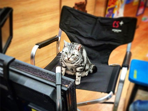 陣中見舞いに来てくれた猫　天才グミちゃんの厳しいチェック