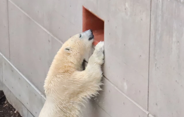 熊の手観察窓から「こんにちは～‼」、愛らしい姿をたくさん披露してくれたホッキョクグマのフブキ