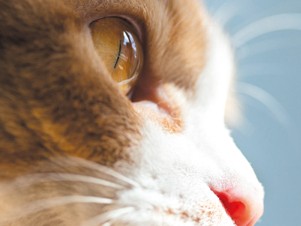 猫は何を考えてるの？　アニマルコミュニケーターの仕事とは