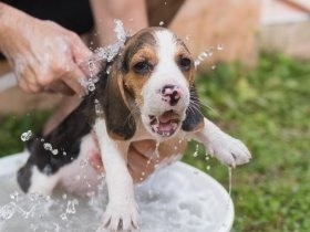 気象協会と動物愛護協会　犬・猫の熱中症の予防対策マニュアル