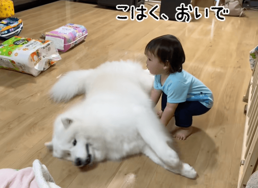 弟のような存在の男の子に「おいで」と言われたワンちゃんは…？（提供：@kohaku.118さん）