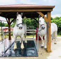 どっちがシュガーでどっちがりんごちゃんか、分かります？