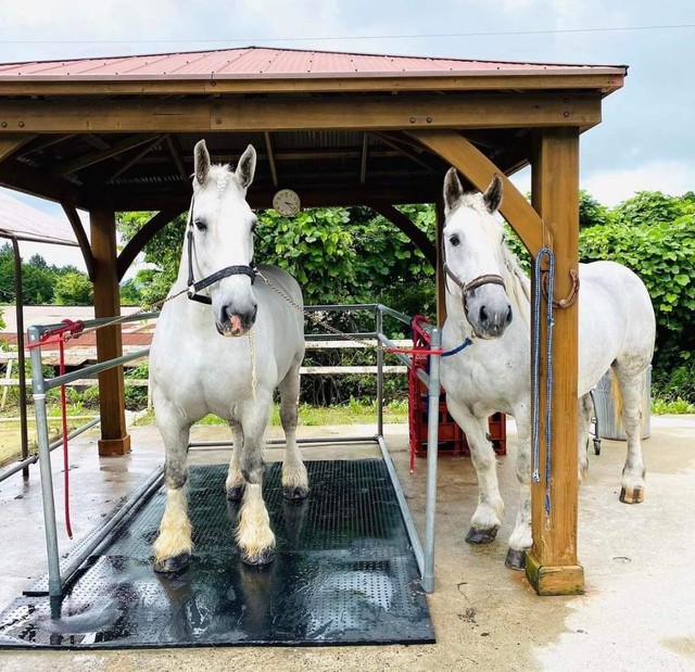 どっちがシュガーでどっちがりんごちゃんか、分かります？