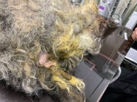 全身が毛玉に覆われ、顔も体の形も分からなくなった1匹の犬（「大師前どうぶつ病院」さん提供）