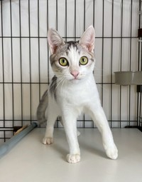 ツリーに登って遊んでいたオムくん（提供：NPO法人　府中猫の会さん）