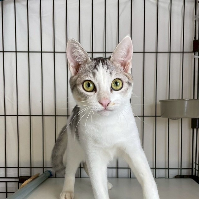 ツリーに登って遊んでいたオムくん（提供：NPO法人　府中猫の会さん）