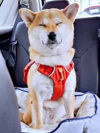 お出かけがうれしそうなゆづちゃん（画像提供：柴犬 ゆづさん）