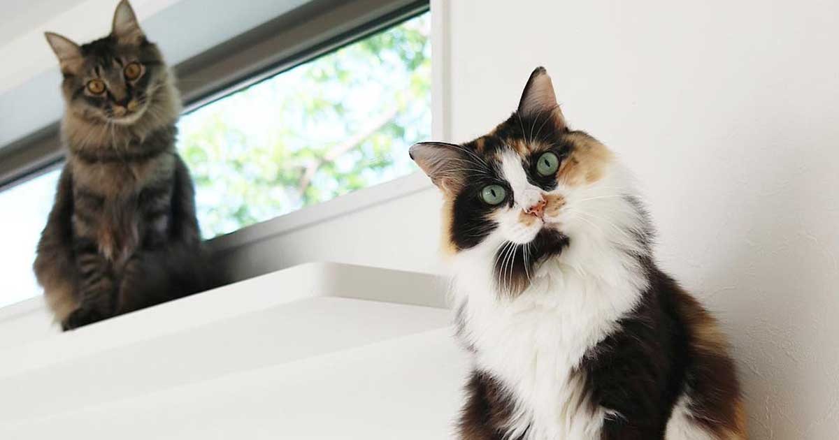 vivi猫 お仕事いってらっしゃい！三毛猫「ビビ」とキジの「ラッキー」 | 「犬