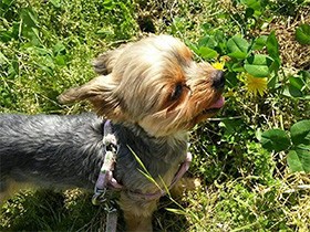 ペットへの思いをつづろう　優しい気持ちが「ギフト」になる