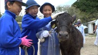 小学生が子牛の世話に挑戦　校庭内での散歩や餌やりの体験も　岡山・新見市