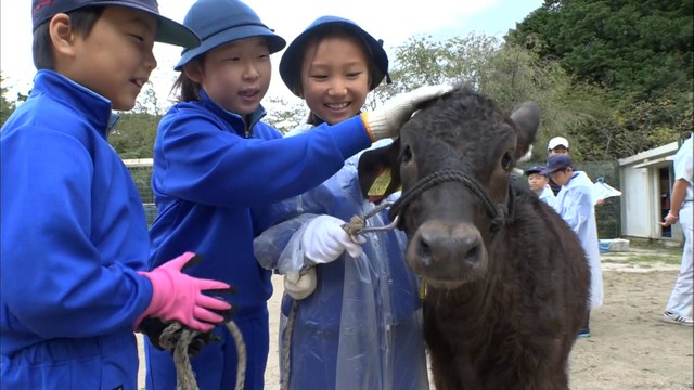 小学生が子牛の世話に挑戦　校庭内での散歩や餌やりの体験も　岡山・新見市