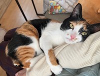 飼い主さんの腕にしがみつくてぃらのちゃん（画像提供：てぃらのさん）