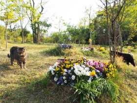 里山にペットと一緒に眠れる、樹木葬の寺　墓守は７匹の猫たち