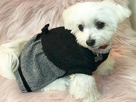 新調のお洋服似合うかな　マルチーズの「ふく」